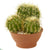 Silk Plants Direct Cactus Garden Artificial Plant - Pack of 1