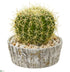 Silk Plants Direct Cactus Artificial Plant - Pack of 1