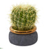 Silk Plants Direct Cactus Artificial Plant - Pack of 1