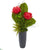 Silk Plants Direct Musella, Succulent and Grass Artificial Plant - Pack of 1