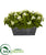 Silk Plants Direct Kalanchoe Artificial Plant - White - Pack of 1