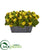 Silk Plants Direct Kalanchoe Artificial Plant - Yellow - Pack of 1