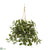 Silk Plants Direct Florida Beauty Artificial Plant - Pack of 1