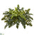 Silk Plants Direct Holly Fern Artificial Ledge Plant - Pack of 1