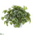 Silk Plants Direct Watermelon Peperomia Artificial Plant in Embossed White Planter - Pack of 1