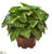 Silk Plants Direct Taro Artificial Plant - Pack of 1