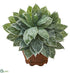 Silk Plants Direct Silver Aglaonema Artificial Plant in Decorative Planter - Pack of 1