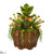 Silk Plants Direct Succulent Garden Artificial Plant - Pack of 1