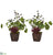 Silk Plants Direct Succulent, Clover and Coffee Leaf Artificial Plant in Decorative Planter - Pack of 2