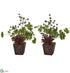 Silk Plants Direct Succulent, Clover and Coffee Leaf Artificial Plant in Decorative Planter - Pack of 2