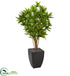 Silk Plants Direct Dracaena Artificial Tree - Pack of 1