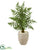 Silk Plants Direct Ruffle Fern Palm Artificial Tree - Pack of 1