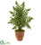 Silk Plants Direct Ruffle Fern Palm Artificial Tree - Pack of 1