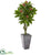 Silk Plants Direct Plumeria Artificial Tree - Pack of 1