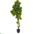 Silk Plants Direct Fiddle Leaf Artificial Tree - Pack of 1