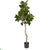 Silk Plants Direct Magnolia Artificial Tree - Pack of 1