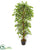 Silk Plants Direct Elegant Ficus Artificial Tree - Pack of 1