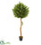 Silk Plants Direct Olive Topiary Artificial - Pack of 1