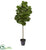 Silk Plants Direct Fiddle Leaf Artificial Tree With Decorative Planter - Pack of 1