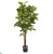 Silk Plants Direct Fig Artificial Tree - Pack of 1