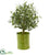 Silk Plants Direct Olive Artificial Tree - Pack of 1