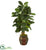 Silk Plants Direct Rubber Leaf Artificial Tree - Pack of 1