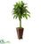 Silk Plants Direct Dracaena Artificial Plant - Pack of 1