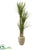 Silk Plants Direct Yucca Artificial Tree - Pack of 1