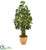 Silk Plants Direct Schefflera Artificial Tree - Pack of 1