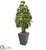 Silk Plants Direct Schefflera Artificial Tree - Pack of 1