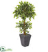 Silk Plants Direct Variegated Ficus Artificial Tree - Pack of 1