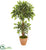 Silk Plants Direct Variegated Ficus Artificial Tree - Pack of 1