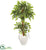 Silk Plants Direct Variegated Ficus Artificial Tree - Pack of 1