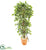 Silk Plants Direct Elegant Ficus Artificial Tree - Pack of 1