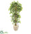 Silk Plants Direct Elegant Ficus Artificial Tree - Pack of 1