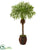 Silk Plants Direct Robellini Palm Artificial Tree - Pack of 1