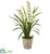 Silk Plants Direct Cymbidium Orchid Artificial Plant - Pack of 1