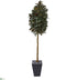 Silk Plants Direct Capensia Ficus Artificial Tree - Pack of 1