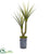 Silk Plants Direct Yucca Artificial Plant - Pack of 1