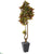 Silk Plants Direct Croton Artificial Tree - Pack of 1