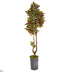 Silk Plants Direct Croton Artificial Tree - Pack of 1