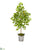 Silk Plants Direct Lemon Artificial Tree - Pack of 1