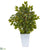 Silk Plants Direct Mini Ficus Artificial Tree - Pack of 1