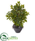 Silk Plants Direct Mini Ficus Artificial Tree - Pack of 1