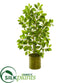 Silk Plants Direct Mini Ficus Artificial Tree - Pack of 1