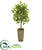 Silk Plants Direct Mini Ficus Artificial Tree - Pack of 1