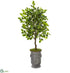 Silk Plants Direct Ficus Artificial Tree - Pack of 1