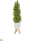 Silk Plants Direct Variegated Holly Leaf Artificial Tree in White Planter with Stand - Pack of 1