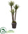 Silk Plants Direct Yucca Artificial Tree - Pack of 1