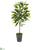 Silk Plants Direct Ficus Artificial Plant - Pack of 1